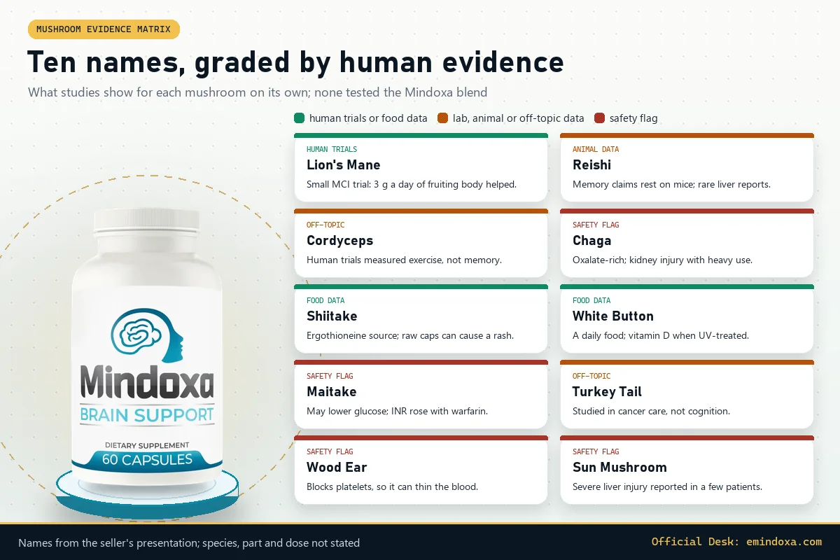 Mindoxa mushroom evidence matrix: the bottle beside ten tiles grading Lion's Mane, Reishi, Cordyceps, Chaga, Shiitake, White Button, Maitake, Turkey Tail, Wood Ear and Sun Mushroom by human evidence and safety flags
